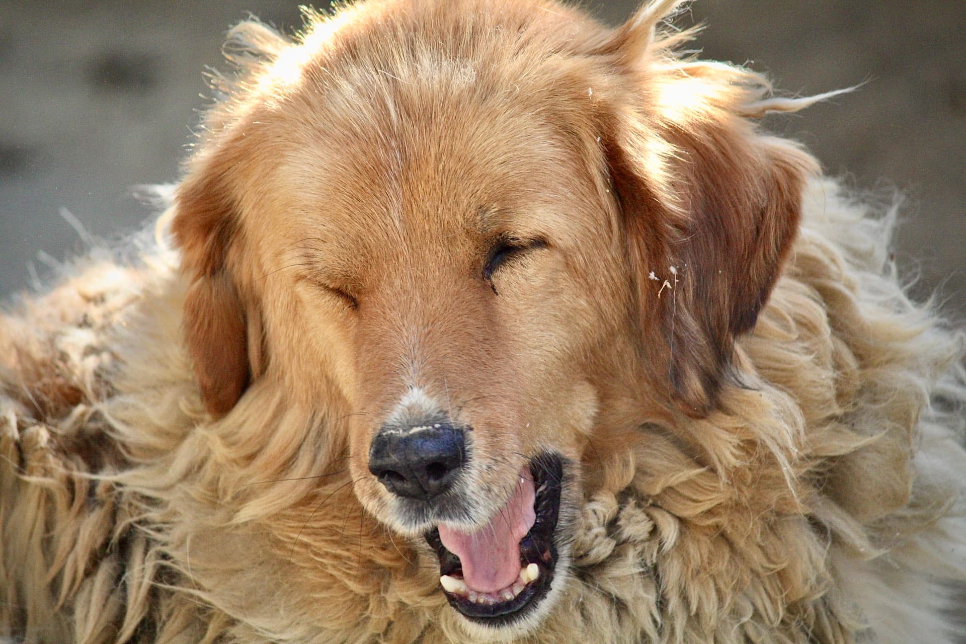 Street Dog