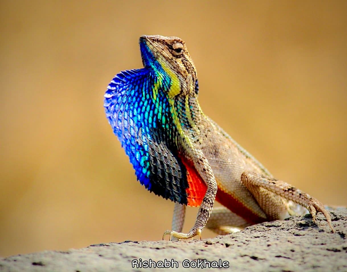 Fan-Throated Lizard